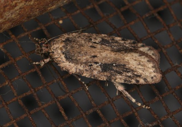 Agonopterix pulvipennella Oecophoridae