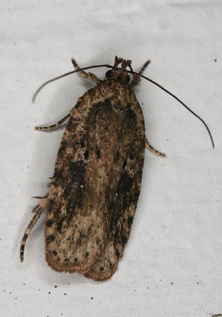 Agonopterix pulvipennella Oecophoridae