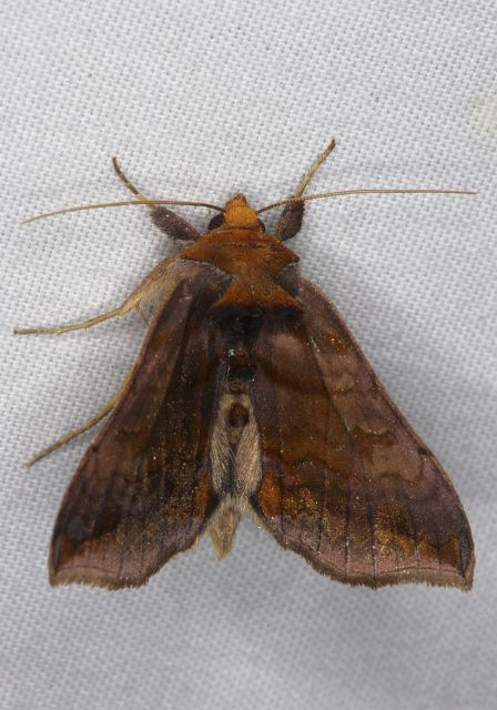 Allagrapha area Noctuidae