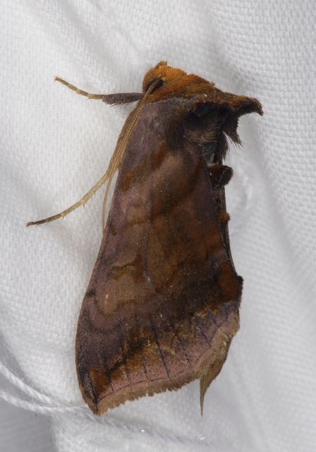 Allagrapha area Noctuidae