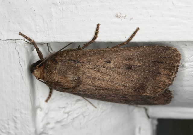 Amphipyra tragopoginis Noctuidae