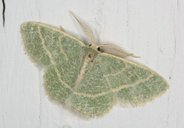 Chlorochlamys chloroleucaria Geometridae