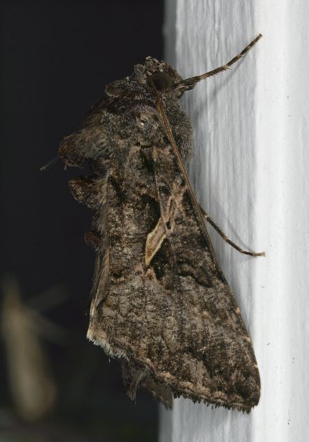 Ctenoplusia oxygramma Noctuidae