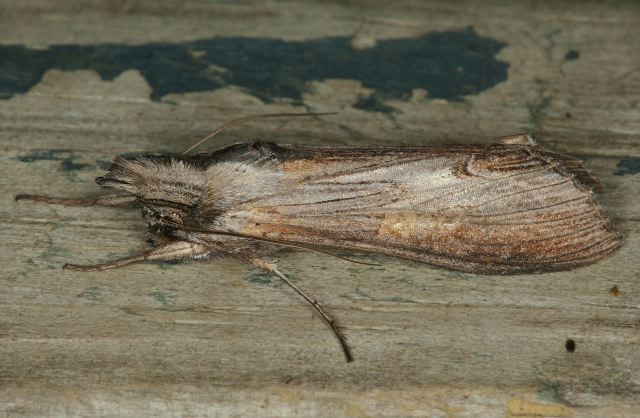 Cucullia asteroides Noctuidae