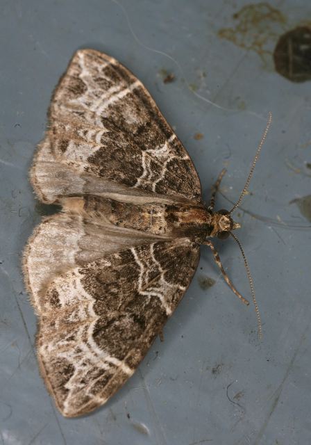 Ecliptopera silaceata Geometridae