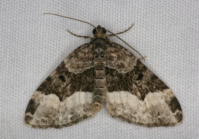 Euphyia intermediata Geometridae