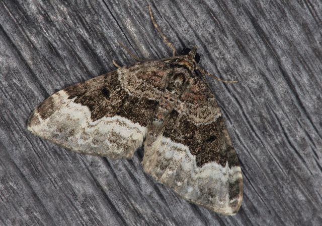 Euphyia intermediata Geometridae