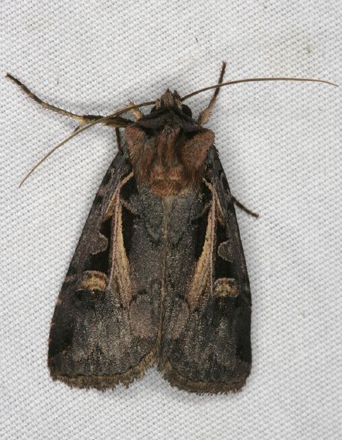 Feltia herilis Noctuidae