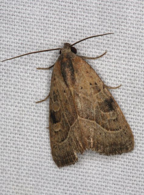 Galgula partita Noctuidae