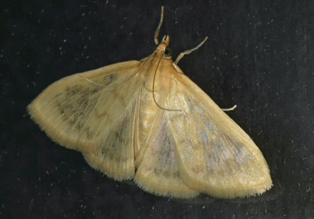 Hahncappsia neobliteralis Crambidae