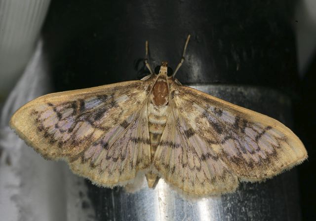 Herpetogramma thestialis Crambidae