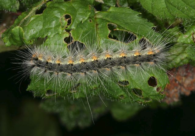 Hyphantria cunea Arctiidae