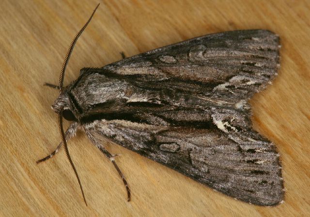 Hyppa xylinoides Noctuidae