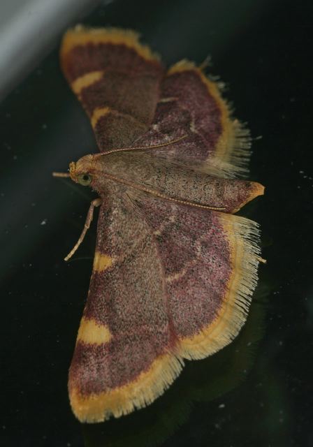 Hypsopygia costalis Pyralidae