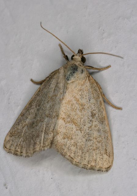 Lithacodia albidula Noctuidae