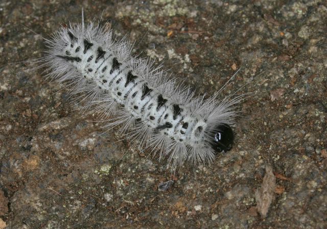 Lophocampa caryae Arctiidae