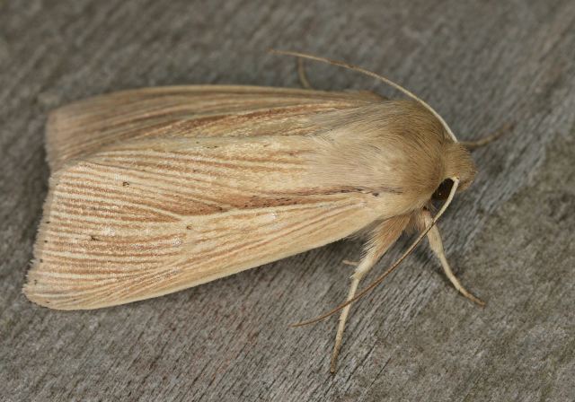 Mythimna oxygala Noctuidae