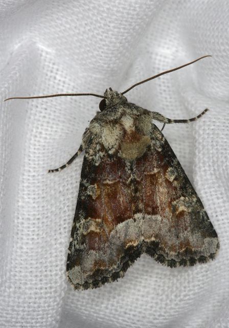 Oligia bridgami Noctuidae