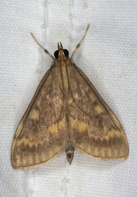 Ostrinia nubilalis Crambidae