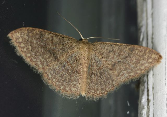 Pleuroprucha insulsaria Geometridae