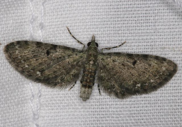 Eupithecia miserulata Geometridae