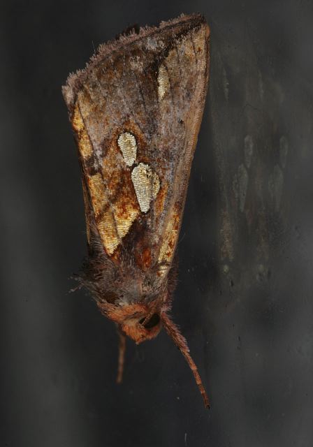 Plusia putnami  Noctuidae