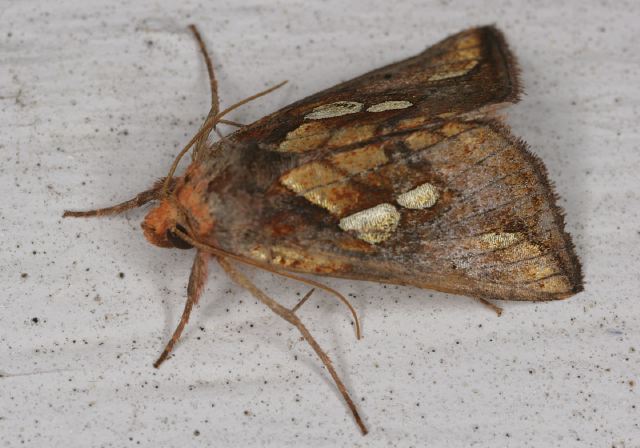 Plusia putnami  Noctuidae