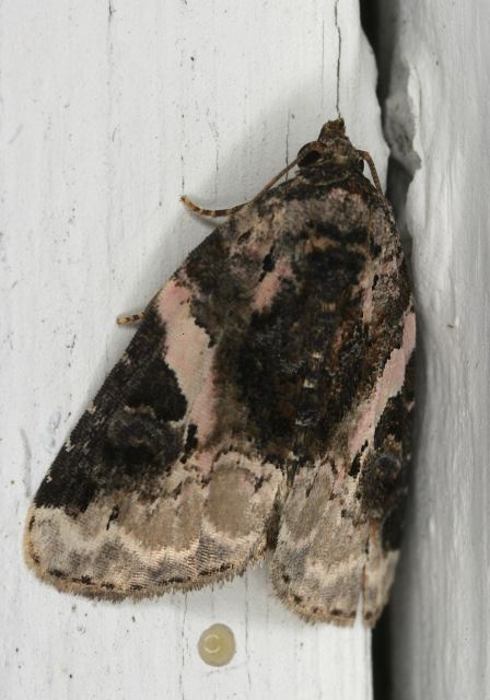 Pseudeustrotia carneola Noctuidae