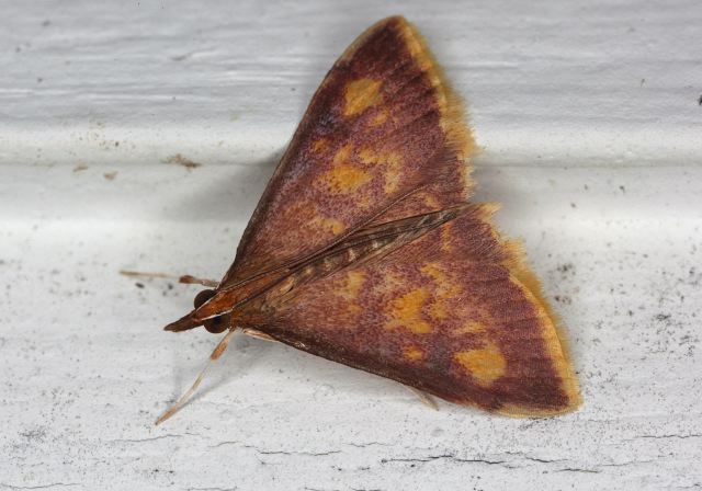 Pyrausta acrionalis Crambidae