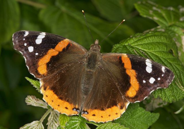 Vanessa atalanta Nymphalidae