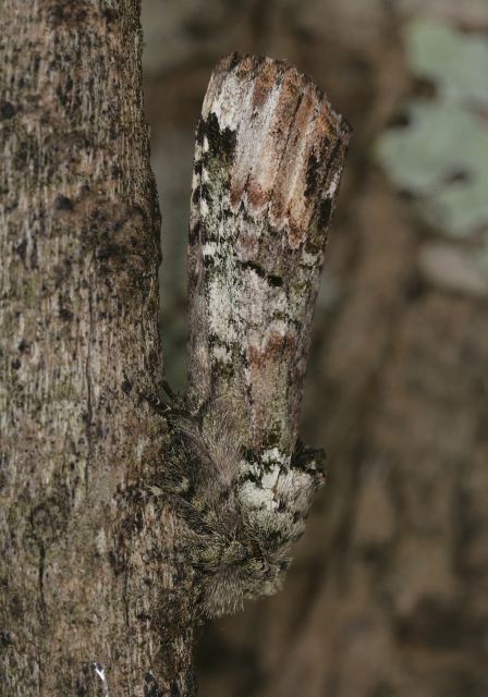 Schizura unicornis Notodontidae