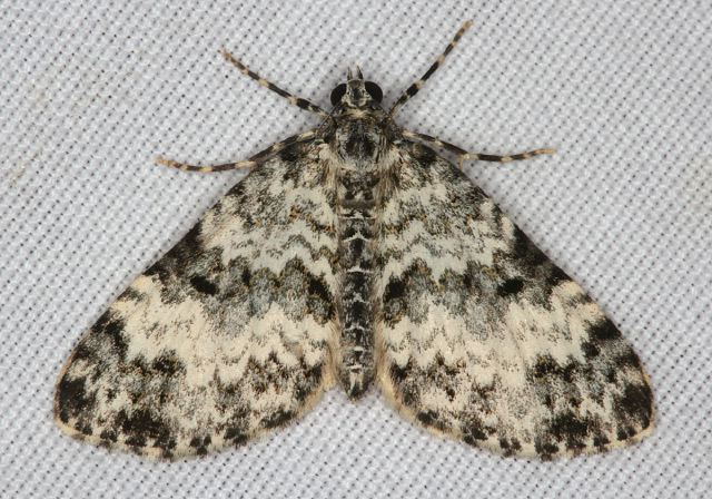 Spargania magnoliata Geometridae