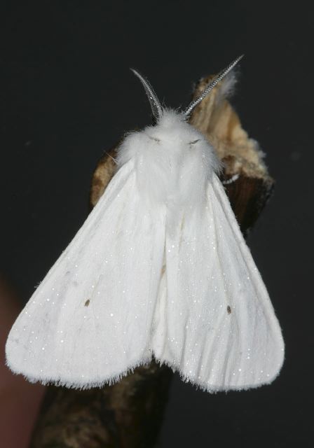 Spilosoma virginica Arctiidae