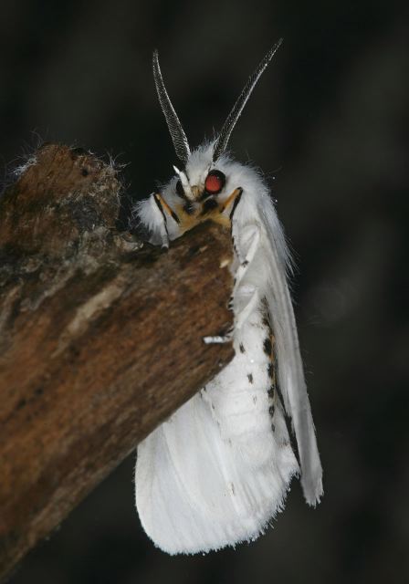 Spilosoma virginica Arctiidae