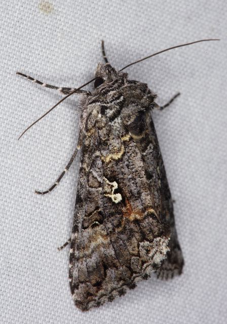 Syngrapha octoscripta Noctuidae