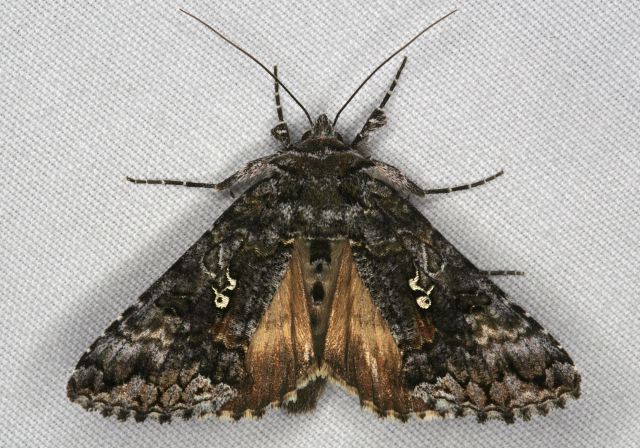 Syngrapha octoscripta Noctuidae