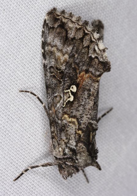 Syngrapha octoscripta Noctuidae