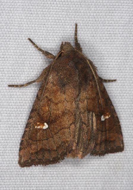 Tricholita signata Noctuidae