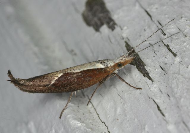 Ypsolopha dentella Ypsolophidae