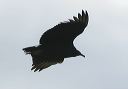 black_vulture_9620