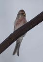 common_redpoll_0139