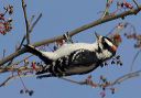 downy_woodpecker_9996