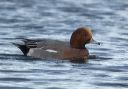 eurasian_wigeon_9707