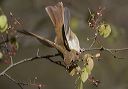 hermit_thrush_0023