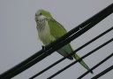 monk_parakeet_0120