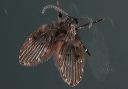 moth_fly_6318