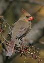 northern_cardinal_0040