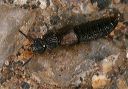 rove_beetle_6314