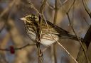 savannah_sparrow_0062