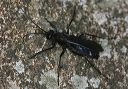 spider_wasp_9653